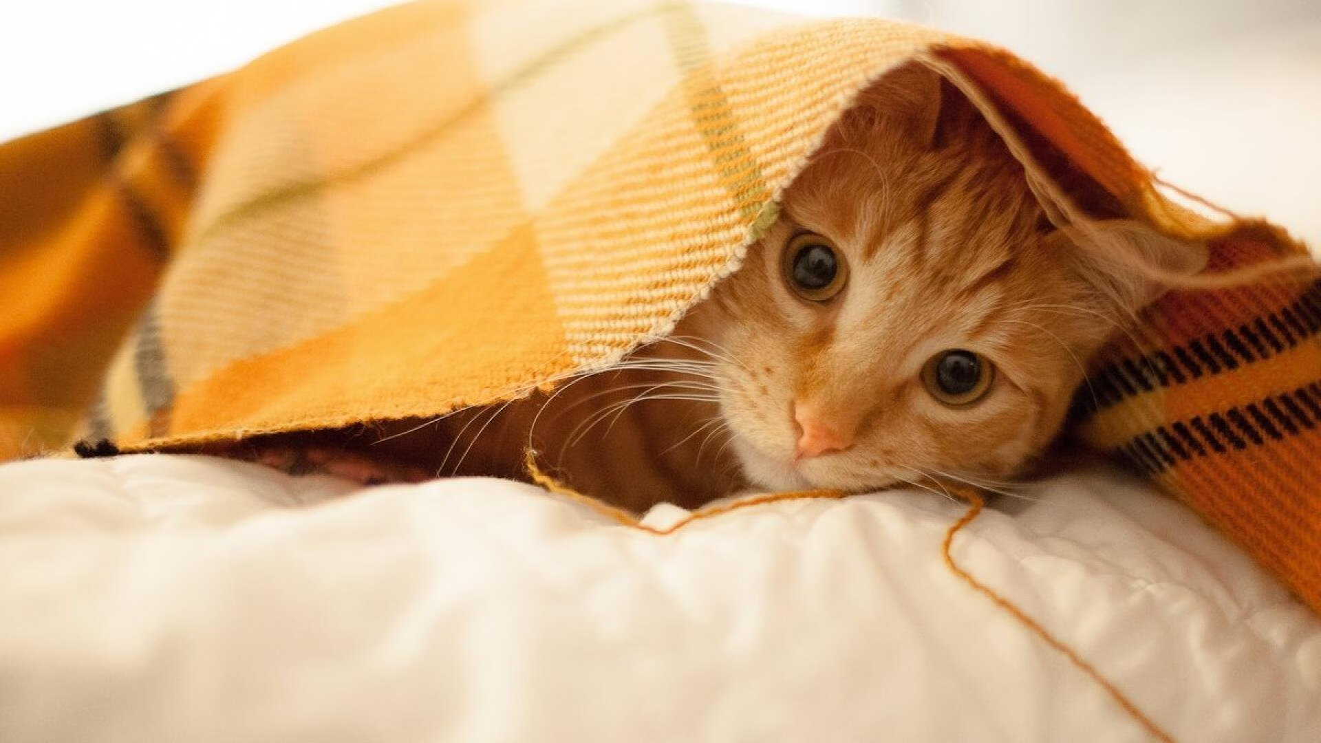 华体会官网-油门与三分，当维斯塔潘驶过11号弯，尼克斯投出了那记底角三分