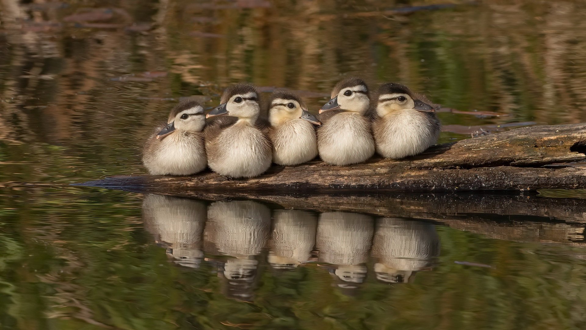 范戴克，当大场面先生遇见蓝白风暴
